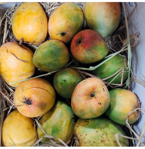 Mango - Jawari
